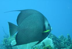 Grey Angelfish by Lora Tucker 